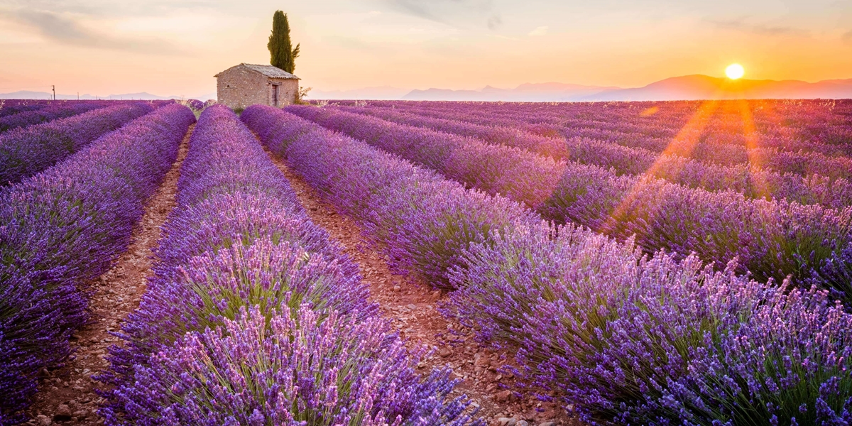 Noutăți 1 lavanda cluj